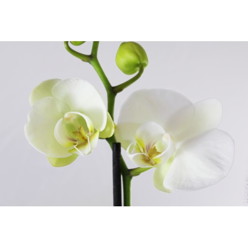 White Orchid